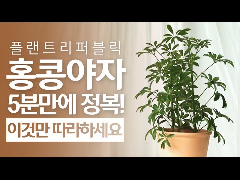 , title : 'SUB) 5분만에 홍콩야자 정복하기!👌｜수경재배 물주기 관리법 주의할점🌱｜플랜테리어｜거실화분｜개업화분｜카페식물｜Dwarf umbrella tree｜flower｜Plant｜'