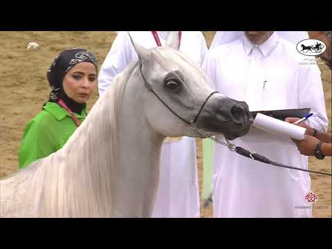 N 120 SARAB AL NASSER   1st Qatar Arabian Horse Show Local Bred
