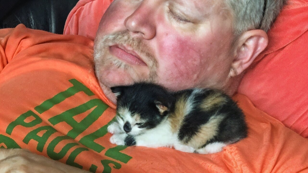 This Man Was Against Adopting Stray Kitten, But Kitten Left Him No Chance