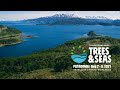 Trees & Seas | Teaser Video #1