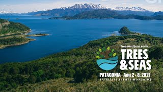 Trees &amp; Seas | Teaser Video #1