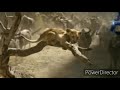 Stampede Wildebeest In Simba