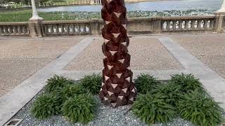 Livistona saribus (Taraw Palm)