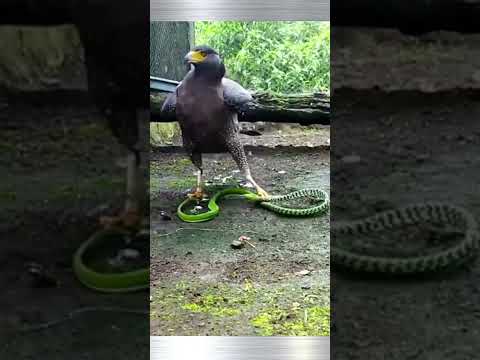 Impressionante ataque preciso da Águia à uma cobra 🦅 🐍 #aguia #foryou #fy #fyyy