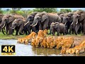 African Safari In 4K Discover The Enchanting Wildlife With Relaxing Music