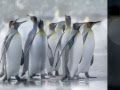 Планета пингвинов 