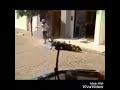 Video Super Super Super Lucu Gokil Gila