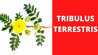 CHÁ DE TRIBULUS TERRESTRIS PARA IMPOTÊNCIA