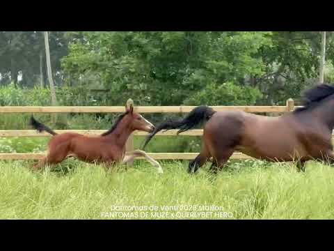Dantomas de Venti (FANTOMAS DE MUZE x QUERLYBET HERO) - Video 2 video thumbnail