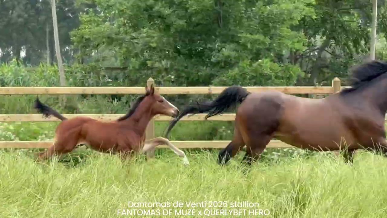 Dantomas de Venti (FANTOMAS DE MUZE x QUERLYBET HERO) video 1