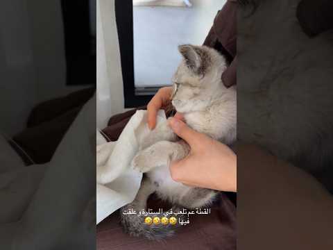 القطة علقت في الستارة😱🥹 #saraaalwari #قطة #غيث_مروان #ضحك #سارة #ghaith_marwan #سارة_عصام_الورع #غيث