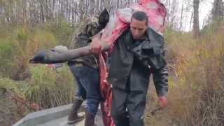 Alaska Moose Hunting 2015