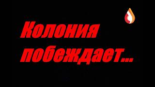 Колония побеждает...
