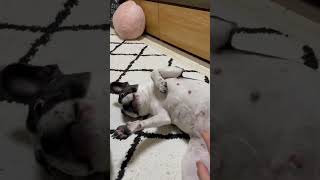 ワンコの右手が気になる（笑) #shorts