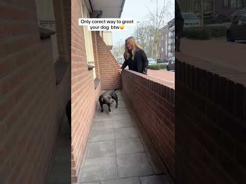 @champ.the.staffy: Baby voice mode 🤣 🐶🦮 #dog #doglover