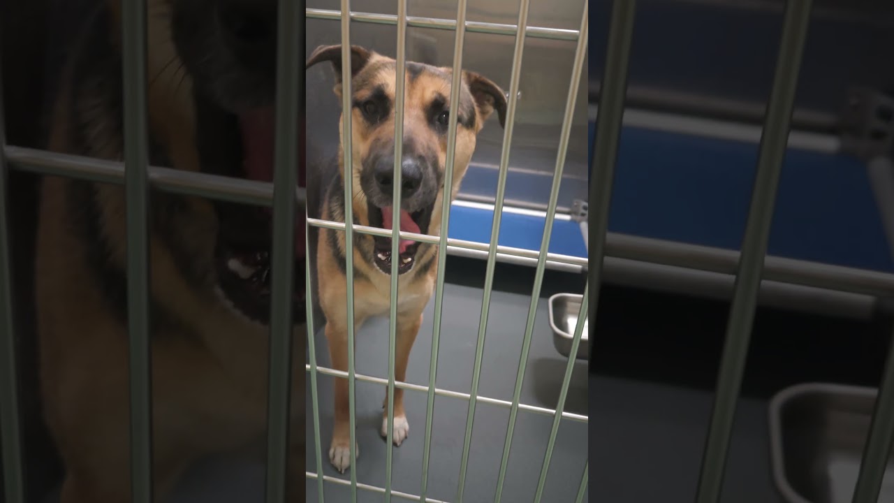 Enlarge Mork, a Adoptable Mixed Breed in Memphis, TN video 6/6