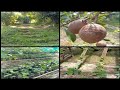 Random Vlog Natural Agriculture Farming In Andaman And Nicobar Islands AkVlogs 28