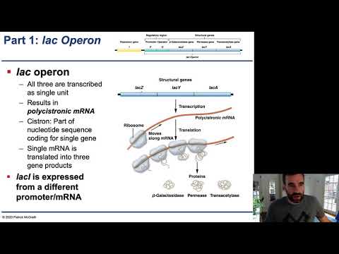 Chapter 16 - 2 - Lactose regulation