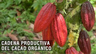 Cadena productiva del cacao orgánico - TvAgro por Juan Gonzalo Angel Restrepo
