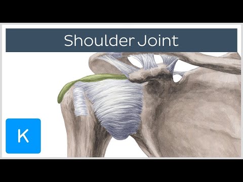image-What is the glenohumeral joint?