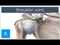 Shoulder Joint Movements Bones And Muscles Human Anatomy Kenhub