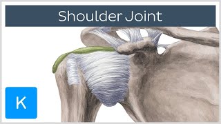 Shoulder joint - Movements, Bones and Muscles