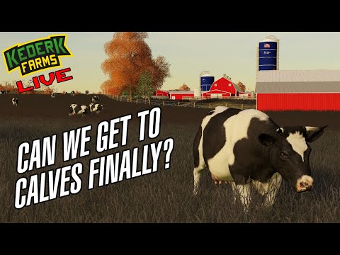 🔴 Bringing the cows back in from pasture on Autumn Oaks (DFMEP) - Episode 17