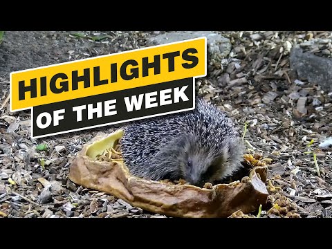 Highlights Of The Week - Recke, Germany - Week 40, Oct. 2021