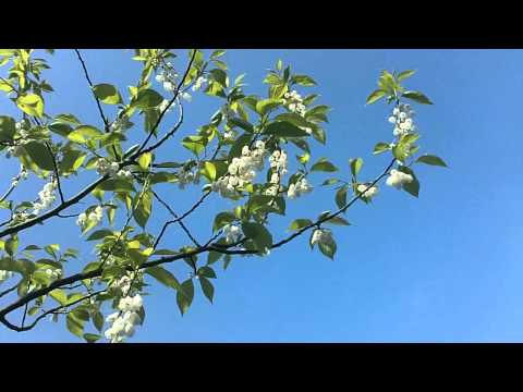 download lagu mp3 mp4 Halesia Carolina Rosea, download lagu Halesia Carolina Rosea gratis, unduh video klip Halesia Carolina Rosea