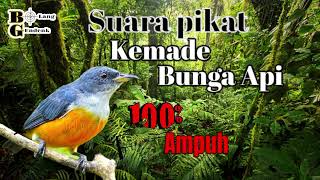Download lagu 🔴 Suara Pikat Kemade Bunga Api Ampuh mp3 Download lagu 🔴 Suara Pikat Kemade Bunga Api Ampuh mp3