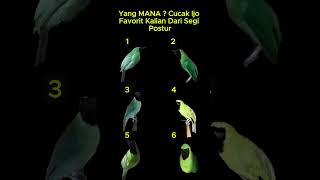 Download lagu Yang MANA ? Cucak Ijo Favorit Kalian Dari Segi Postur #cucakijo mp3 Download lagu Yang MANA ? Cucak Ijo Favorit Kalian Dari Segi Postur #cucakijo mp3
