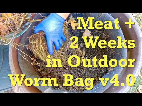 Progress of meat fed to outdoor worm bag 2 weeks ago - vermicompost