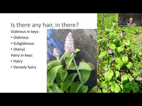 Mints (Mentha) of Britain and Ireland