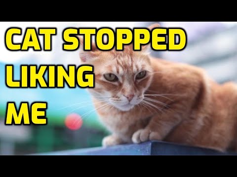 Why Does My Cat No Longer Like Me?