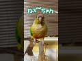 うんち〜の言い方が可愛すぎる💩【ウロコインコのぽぽ】