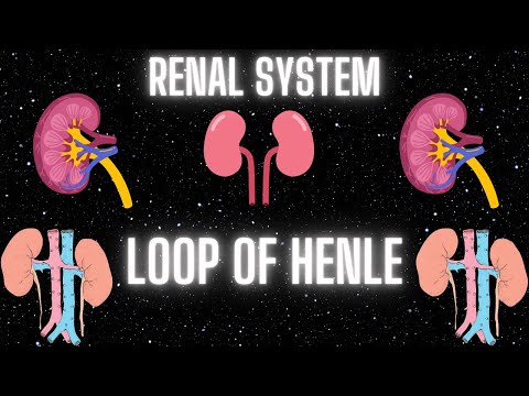 Loop of Henle | Renal System | Kidneys | MCAT