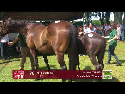 Sprinter Sacré Show 2018 : Lot 78 - N (Toscane)
