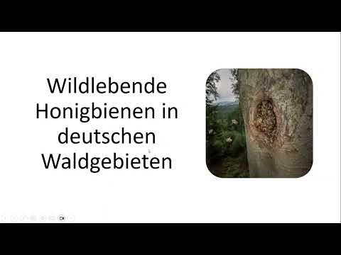 Bienen ohne Grenzen Dr. Benjamin Rutschmann Wilde Honigbienen in Europa, Stand der Forschung