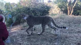 【ズーラシア】チーターのサービス？【動物園】