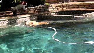 pIlls, pups, and Henry Mancini