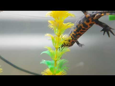 Triturus carnifex eating