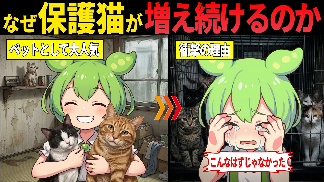 保護猫が急激に増え続けている理由とは？【ずんだもん・ゆっくり解説】
