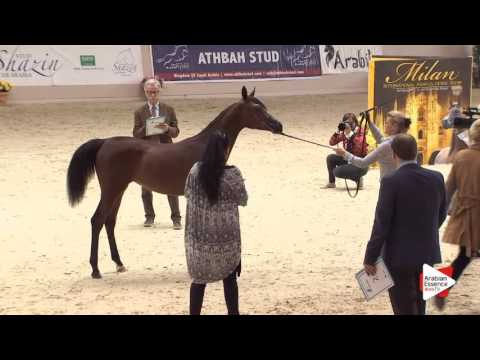 N.9 EOS SZAMPAIGNE - Milan 2016 - Yearling Fillies (Class 1B)