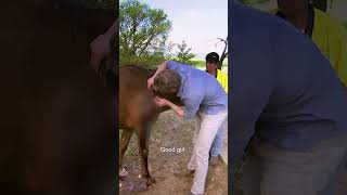 Injured Horse Caught On Fence #Shorts #vets #animals