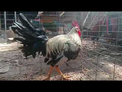 Gallo giro Cunday tolima