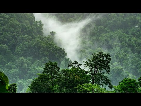 Iyakuh & Maywa - Clearing ~ NUMA ( Folktronica, Downtempo, Organica )