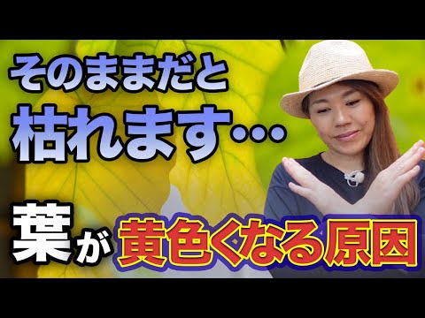 黄色の葉を持つスパティフィラム