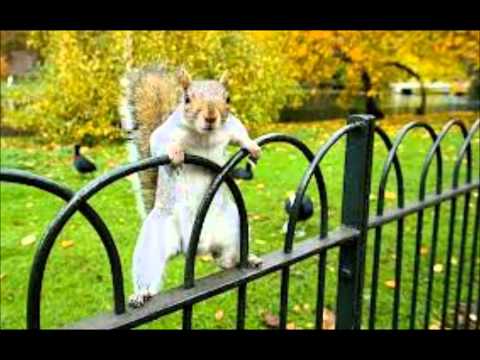 Squirrels singing Smells Like Teen Spirit - Nirvana
