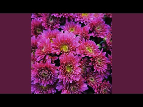 Nahet Radiant Illusion