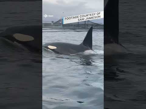 Watch moment pod of orcas chase seal through Scottish salmon farm